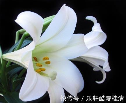 桂圆红枣粥|失眠治疗方法很多,安眠药最差