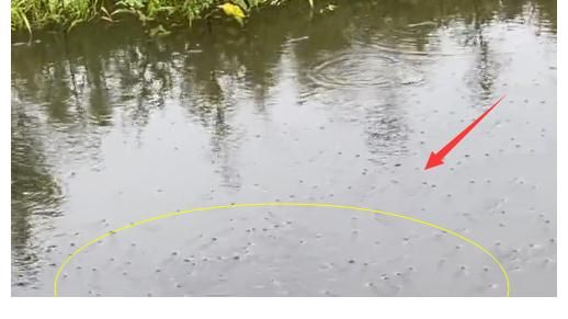 钓鱼|大雨后，安徽一河道浮着一层鱼，钓鱼人：都是黄辣丁，2小时钓1盆