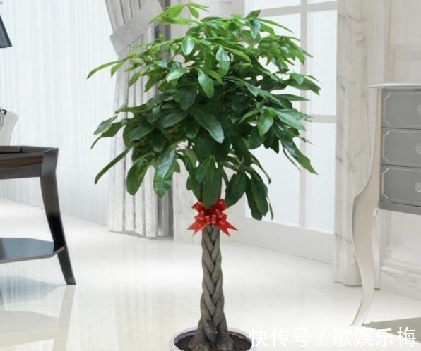 君子兰|容易被水浇死的“14种花”,手太勤反而养不活