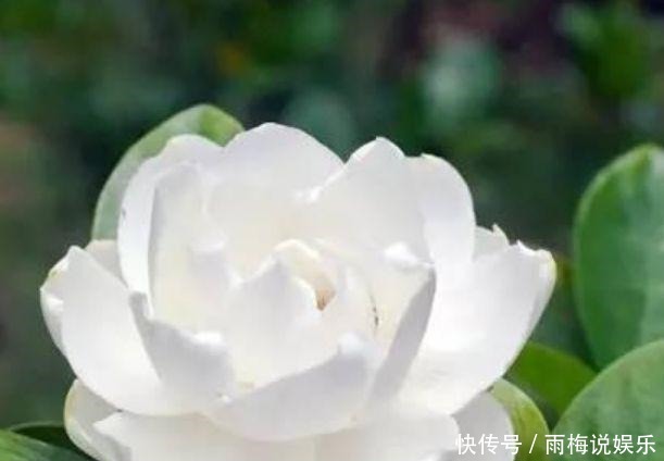  栀子花|4种花爱开花，阳台养几盆，直接开成百花园