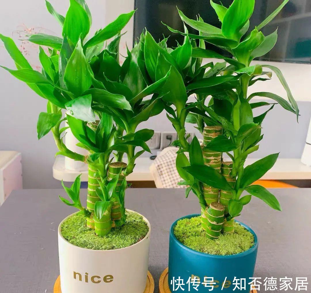 吉祥花|10大“吉祥花”适合养客厅,格调高,株型美,旺财又护家