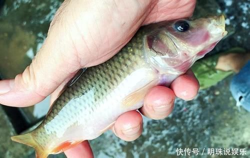 鲫鱼|我国特有的鱼,常误认是“小杂鱼”,曾是朝廷贡品,如今1斤50元