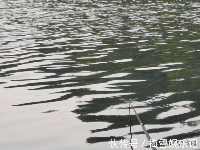 文章|学钓鲢鳙从这篇文章开始,调漂、开饵、抓口都给你讲明白