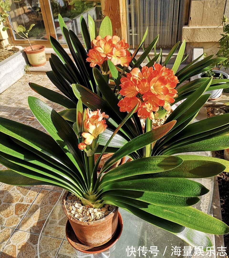 君子兰|君子兰是个“肥罐子”,30天喂上10粒“肥”,新叶蹭蹭冒!