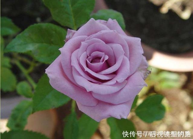 20款紫色月季品种。浓香、抗病非常好养,天然紫色唯美盛开
