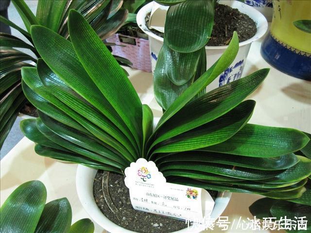 兰科类|君子兰的正确养殖方法,不要再乱养君子兰了进来看一下正确方法