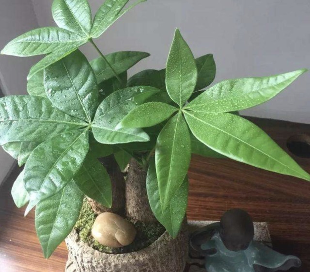 独特的“三种花”,过年时养2盆,寓意招财、旺运,枝叶好看!