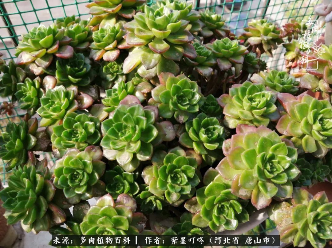 疗愈|从平凡中寻找美感,从噪杂中寻找宁静——多肉给予我的心灵疗愈!