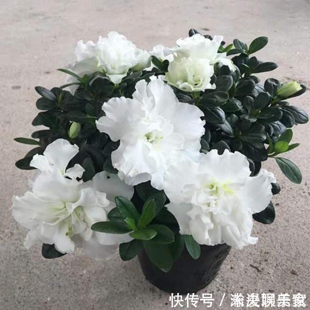 扦插花卉,必须要用“生根液”错,做好1点,很快就生根!