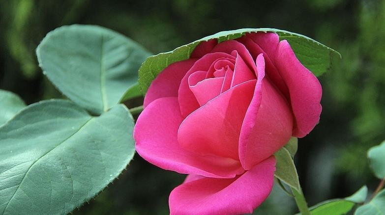 秋季|秋天养花,5买5不买,买错了浪费钱又闹心