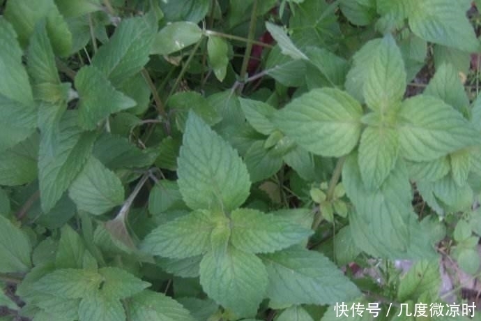 胡萝卜素|农村可以吃的野物,对男女都有作用,很多人没见过