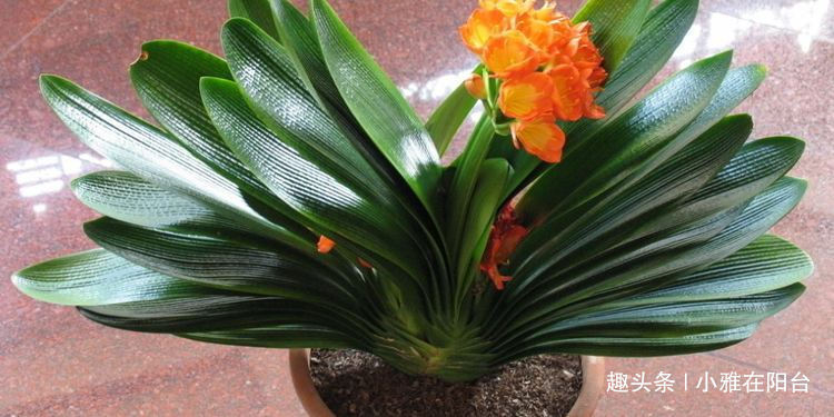 君子兰用啤酒擦叶,要注意“一点”,叶更绿更亮,花更大更艳!