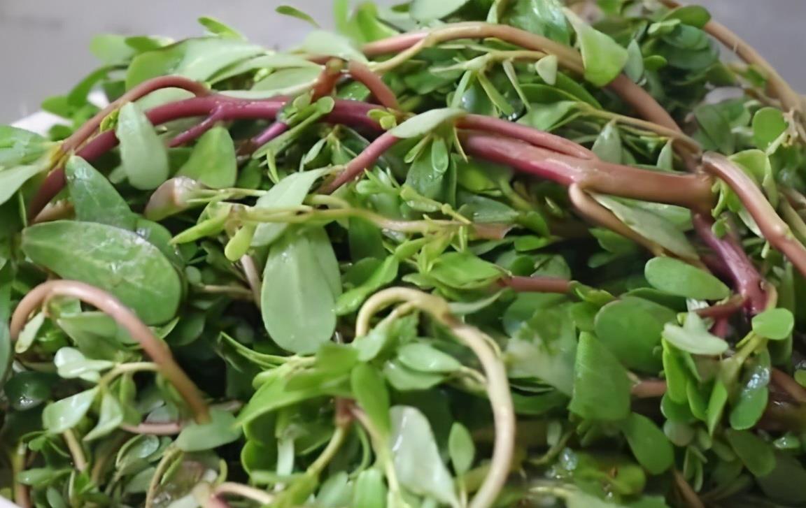 晾晒|农村这“野菜”遍地都是,晒干更好吃,蒸包子营养美味有嚼劲