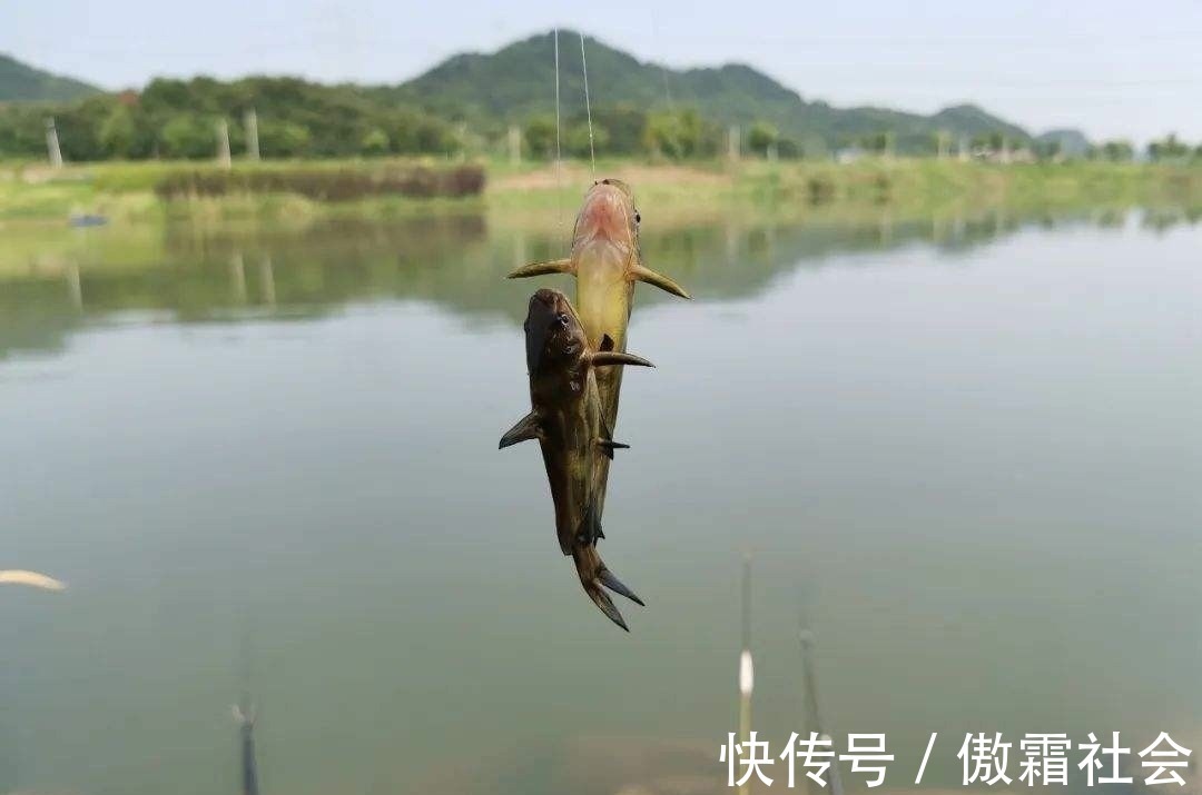 钓鱼|用袖钩钓鱼总跑鱼不了解袖钩的用途,鱼口再好也难入篓