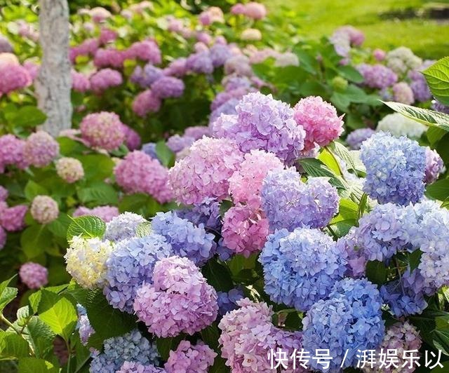 蓝冰|人见人爱“大绣球”,做到几点咋养都活,“红蓝相映”,变换无穷