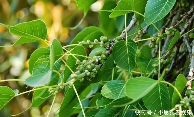 植物|长见识了, 这些菩提子你们都认识吗