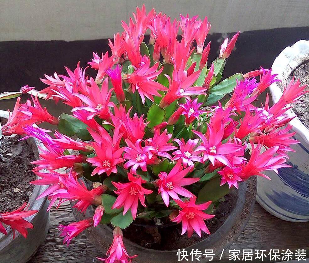 栽种|蟹爪兰侧芽多开花满盆，是因为加了这个，这是绝招