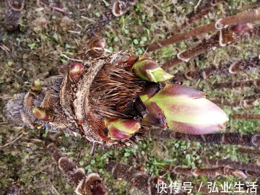 刺老芽|此树满身刺，但树芽却是极品野菜，营养不输人参，出口80元一斤