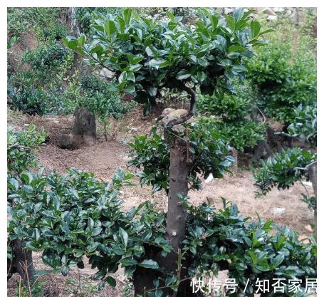 黄金万两|名字霸气，寓意好听的4种植物，比发财树要好，农村山上就有