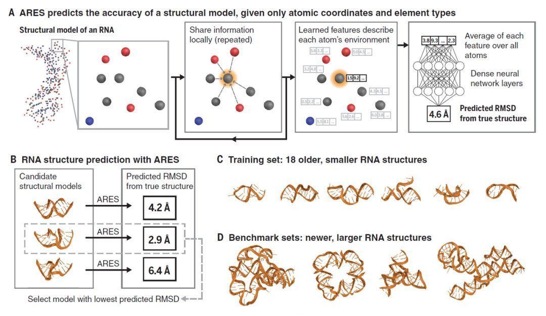 封面|Science封面重磅：新型AI算法准确预测RNA三维结构