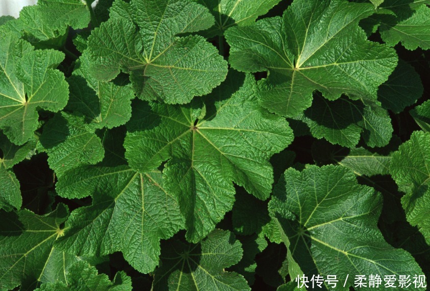 1片桑叶9味良药!老中医教你桑叶妙用,9大功效受用一生!