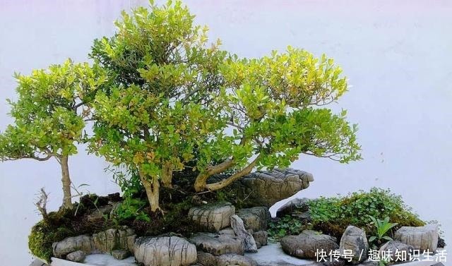 养这2种花，还能挣钱，放那不用管，养得好卖上万，挺划算！