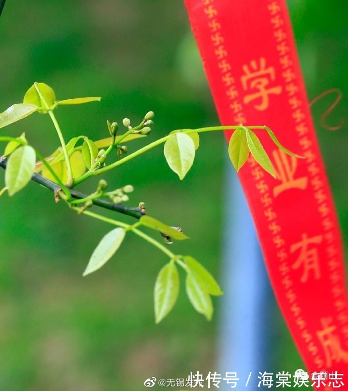 奇景|难得奇景~顾山千年红豆树五年之后又开花！