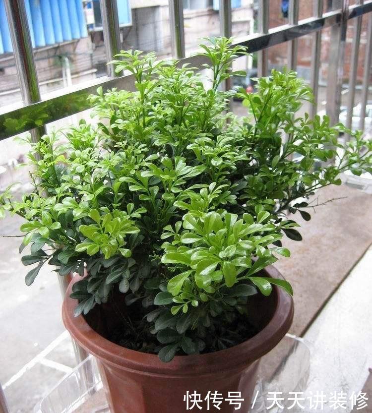 不停|养四季米兰,注意4件事,对它的生长大有裨益,不停长叶又开花