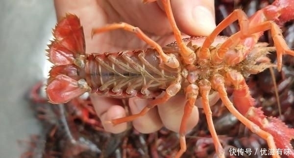 小龙虾|这种食材在印度已经泛滥成灾,请求中国吃货帮忙却遭到拒绝!