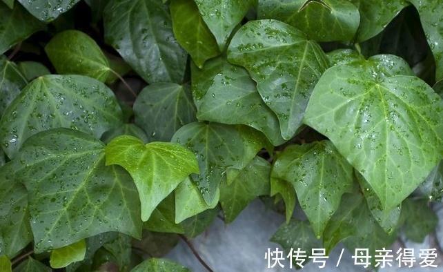 卧室放上这些花,不仅观赏效果好,还不用担心失眠