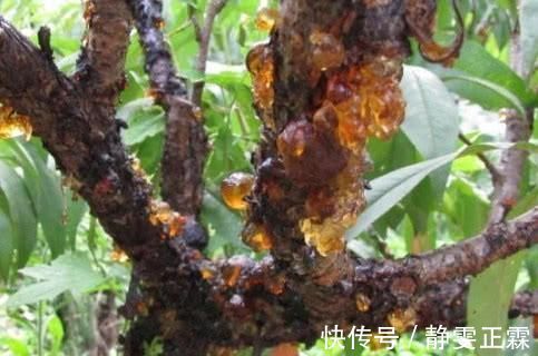 糖尿病|纯天然的“胰岛素”，早晚吃一点，血糖悄悄降下，远离糖尿病