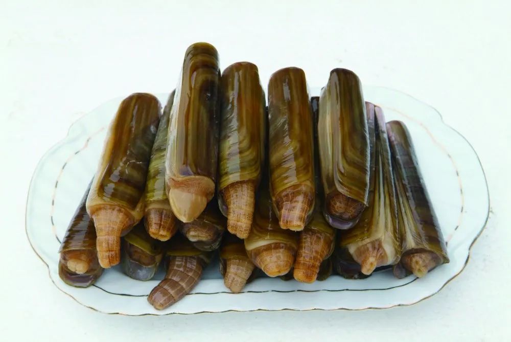 梭子蟹|此时的莱州，真鱻！