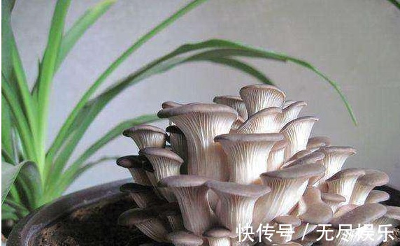 为主料|大叔阳台盆栽“蘑菇”,1盆变10盆,3天吃一茬,够全家吃!