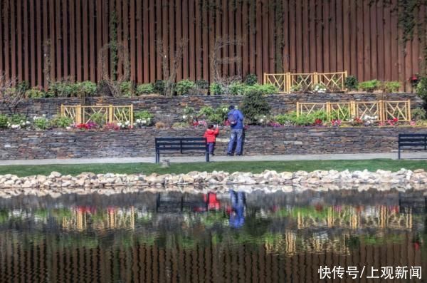 上观·展视听丨百花迎春,金牛贺岁:2021上海辰山植物园迎春花展即将开展