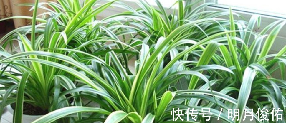 枝条|3种花“越剪越旺”，没事常剪剪，剪成秃头，一月大变样，开花多