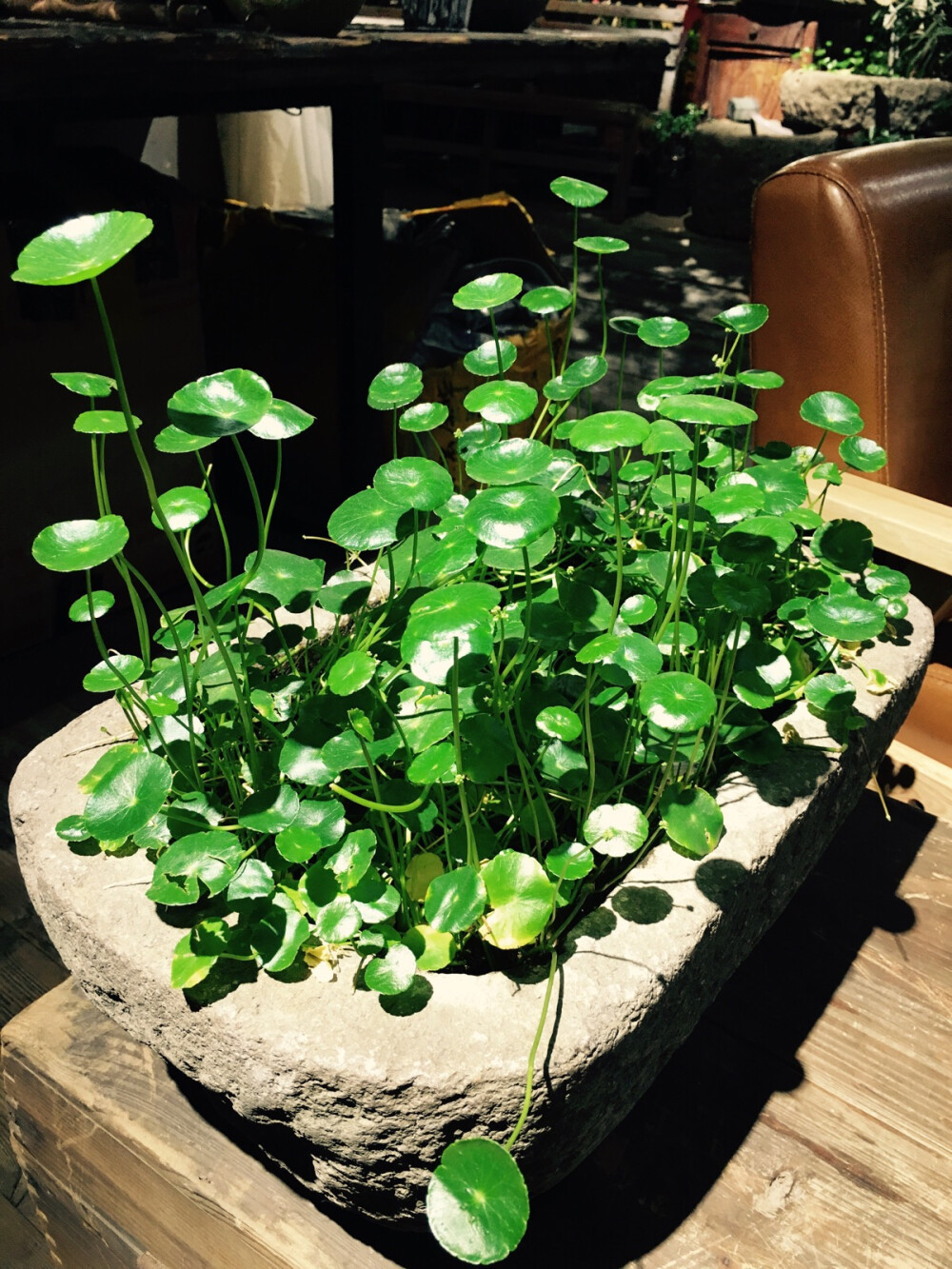 发财树|七种带“钱”的花，好看又好养，寓意吉祥，财源滚滚，建议养一盆