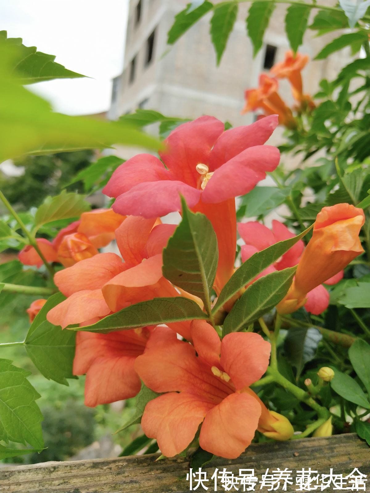 凌霄花|房顶上养了一株花，邻居叫我赶紧砍掉，真是为难