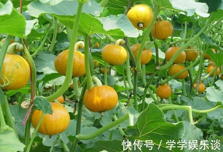 南瓜|南瓜和此物一起配,孩子吃了猛长个,抵抗力强了,大脑更聪明了