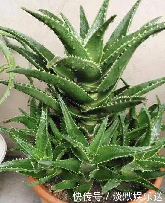 蝴蝶兰|家里养6种花,把水浇得勤快了,容易烂根、黄叶,需要当心