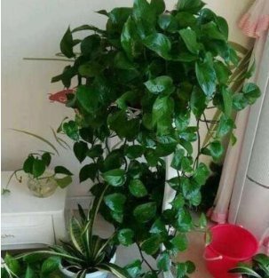 莳萝|爱吃“油”的盆栽,你知道是什么吗只需喝2滴,1年养出百十盆