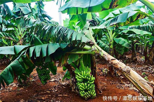 水果店|买香蕉时,选弯的还是直的好?60年老果农教你一招,以后别买错了