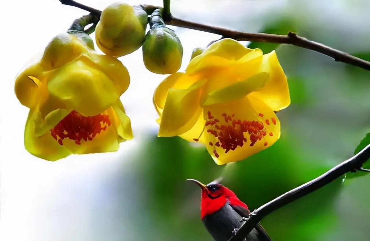 此茶花被誉为植物熊猫,花瓣金黄,营养丰富,有钱也难买