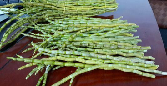 山里有种救命仙草,现在可以盆栽种在家,你了解过嘛