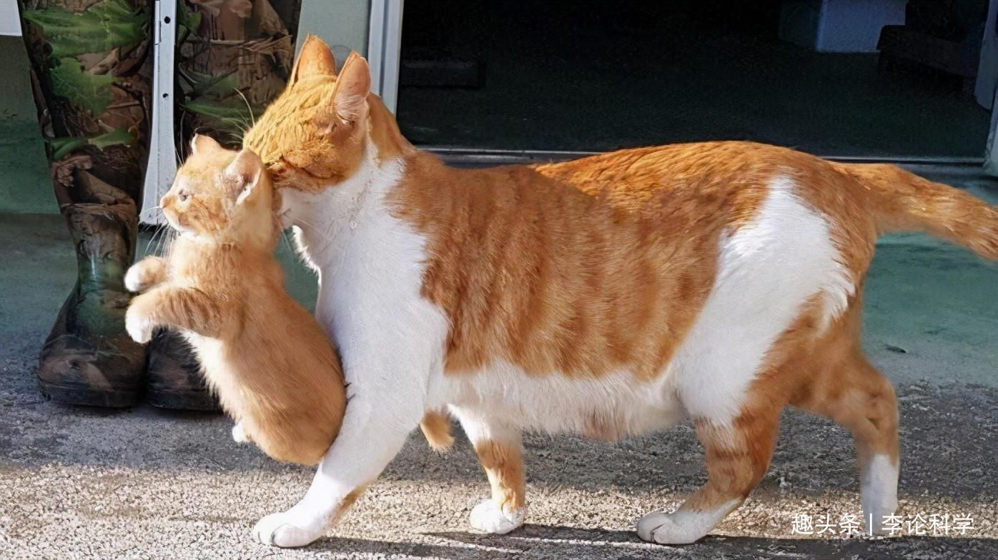 小猫多久可以离开母猫