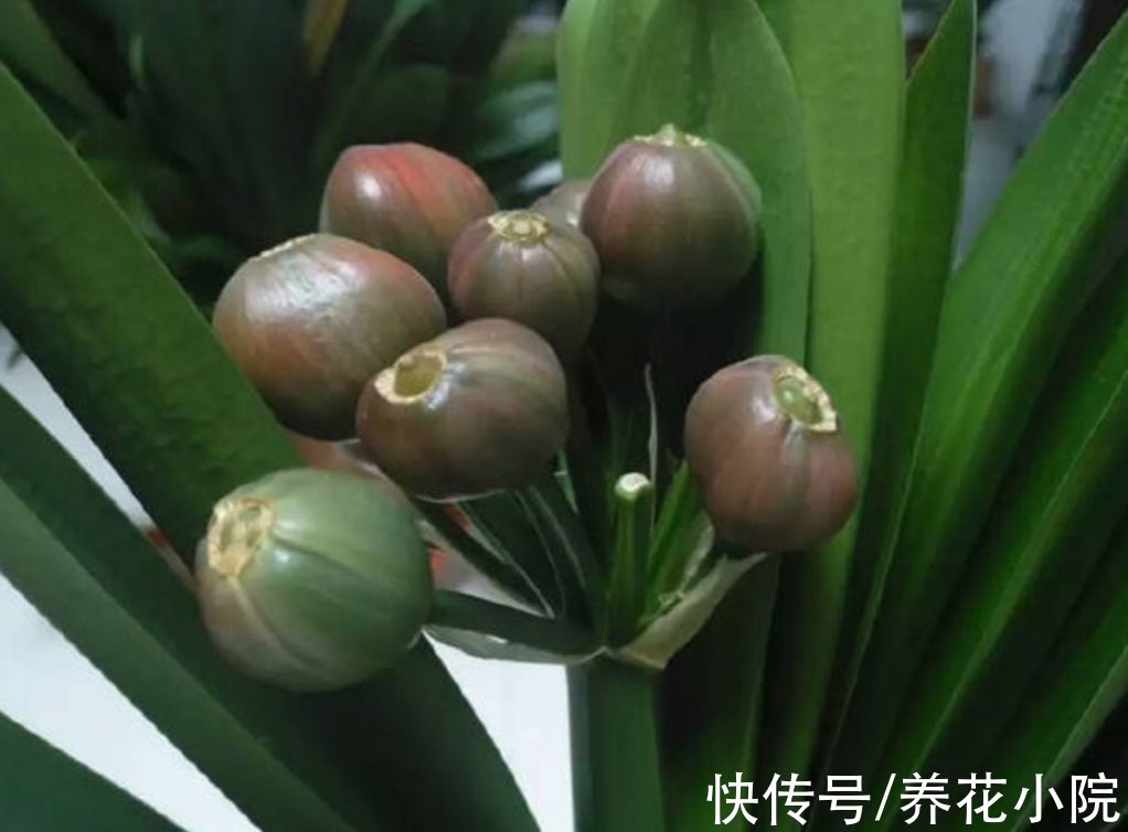 君子兰用种子繁殖，方法很简单，一次能培育十几棵