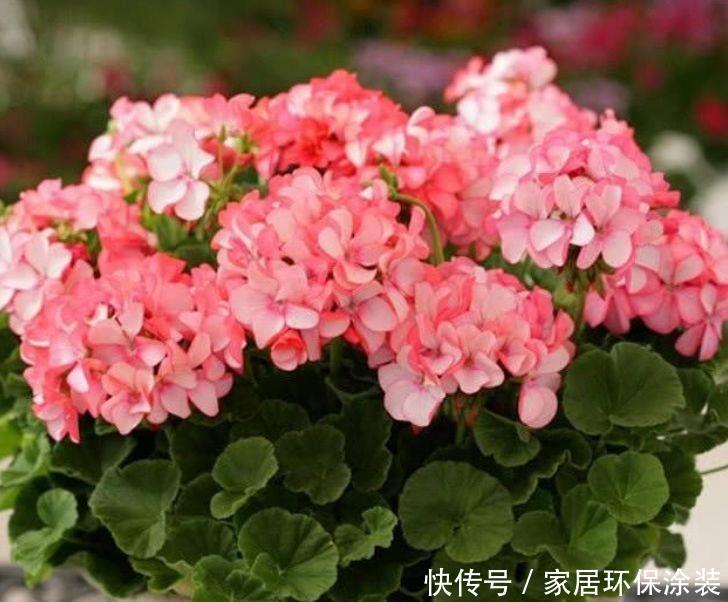 4种花是开花小能手,漂亮又好养,全年开花不断