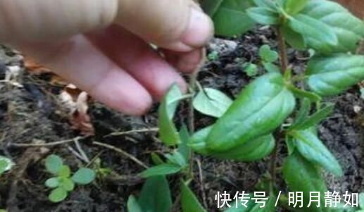 不想买花就养这，随手扦插1个枝，10天发芽，能长成老桩，花芳香