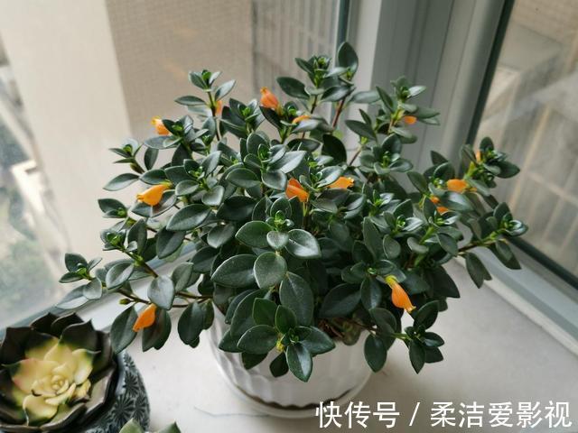 招财树|这几种花儿既漂亮又好养,寓意又吉祥,养在家中,何乐而不为呢?