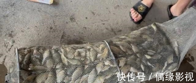上海一河道鲫鱼大爆发，一天轻松钓上十几斤，有人拄着拐杖去钓鱼