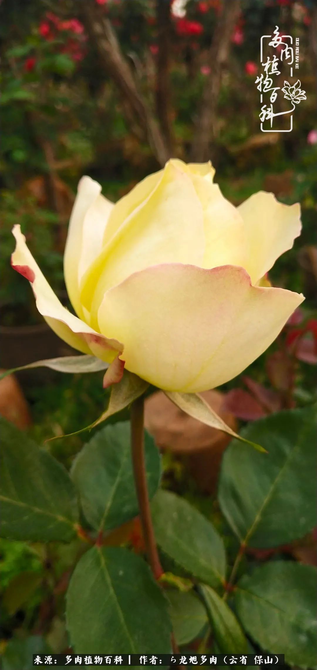 叶片|美了，美了！当秋天的风吹向你我的多肉！